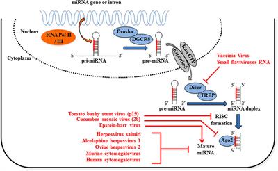 Viruses and miRNAs: More Friends than Foes